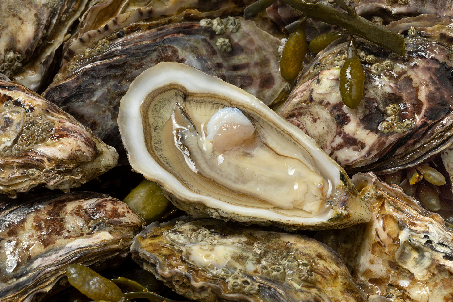 Huître plate, Crassostrea gigas. © Pictures Partner, Adobe Stock